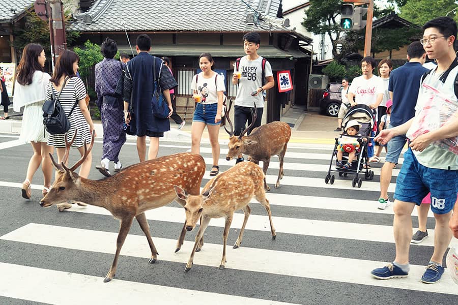 Roadtrip durch Japan Unsere Route Travelisto FamilienReiseblog